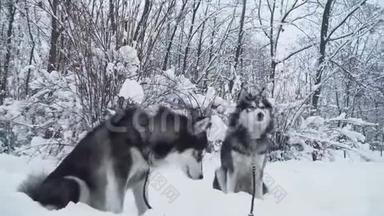 两只漂亮的哈士奇坐在白雪覆盖的灌木丛和树木上的公园里，戴着项圈和皮带。 狗狗